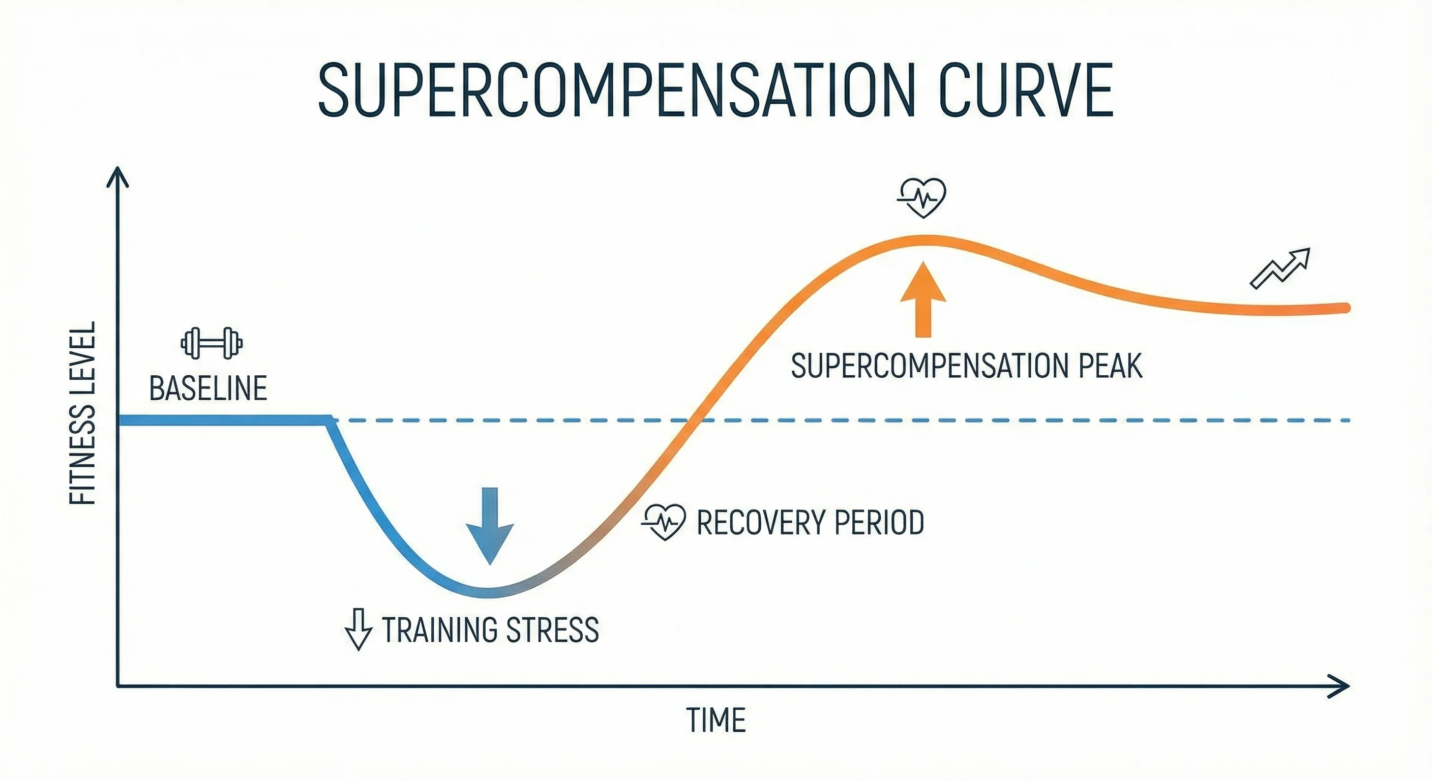 Supercompensation curve showing fitness adaptation